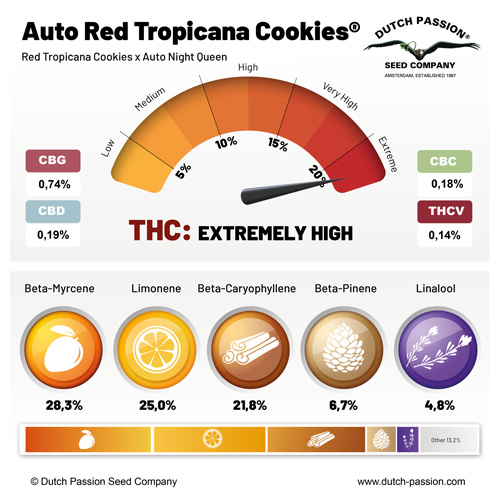 Auto Red Tropicana Cookies terpenes